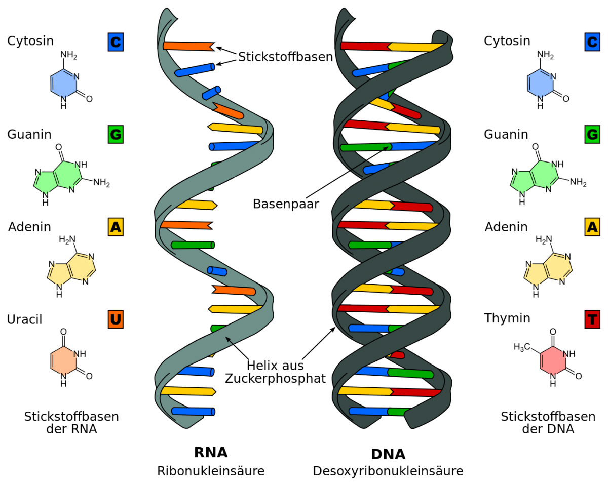 Im Vergleich: DNA (deoxyribonucleic acid, dt. Desoxyribonukleinsäure) und RNA (ribonucleic acid, dt. Ribonukleinsäure) haben Gemeinsamkeiten und Unterschiede, z. B. liegt die RNA in der Regel als einzelner Strang vor, während die DNA in Form einer Doppelhelix vorliegt.