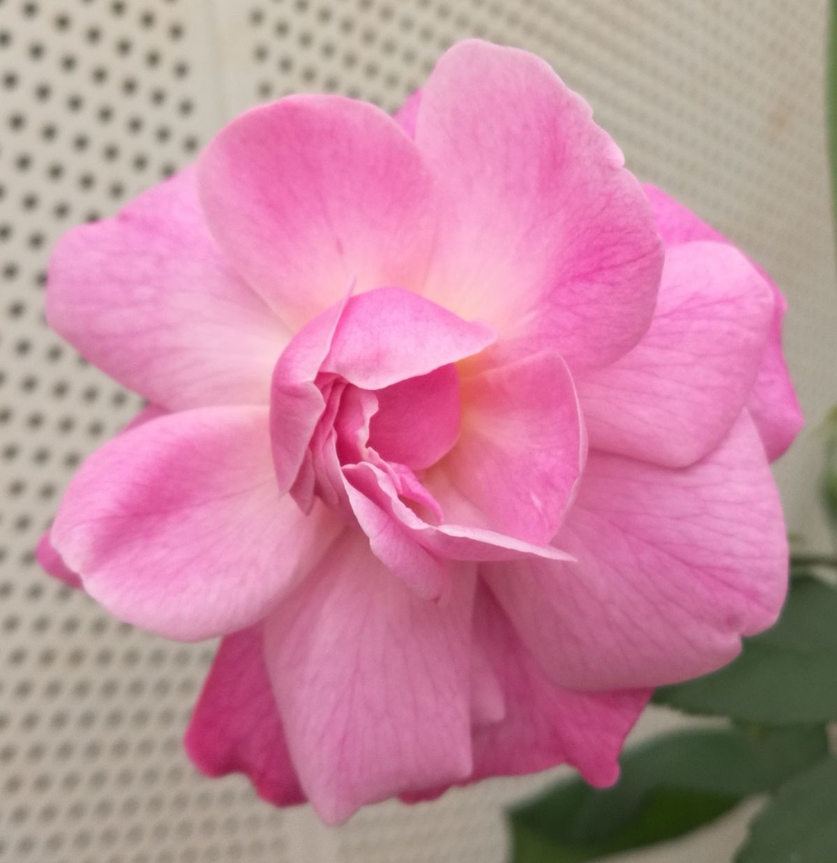 Das Genom von Rosa chinensis 'Old Blush' wurde sequenziert. 'Old Blush' stammt aus China, blüht mehrmals im Jahr und gilt als wichtiger Vorfahre der modernen Rosensorten.