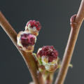 Bildung männlicher Blüten bei einer frühblühenden Pappel