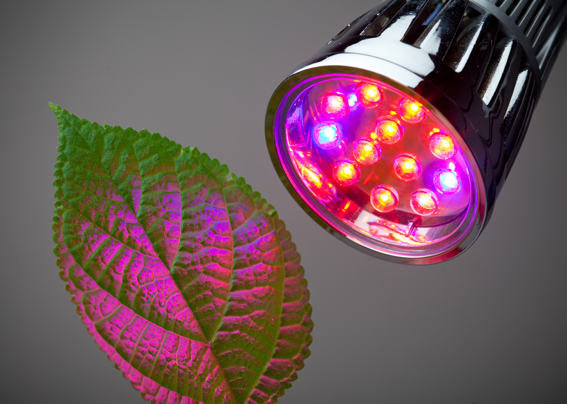 Rotes Licht (660 nm) und blaues Licht (470 nm) sind für die Photosynthese besonders wichtig. Denn diese Spektren regen die beiden Photosysteme am optimalsten an. Wissenschaftler konnte zeigen, dass das gleiche Spektrum auch die Anreicherung und die Produktion von Aromastoffen in der Teepflanze Camellia sinensis fördert.