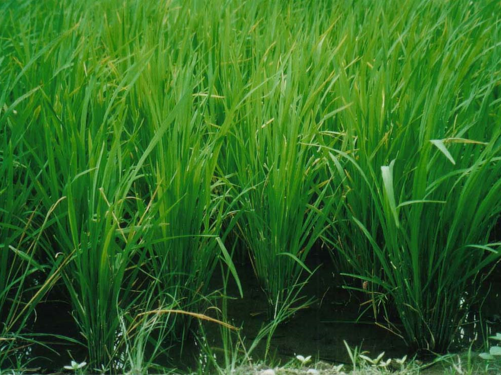 Reis gehört zu den wichtigsten Kulturpflanzen unserer Erde. Nun ist es mit der Genschere gelungen, ein Gen zu aktivieren, dass die Pflanze vor zu viel Sonnenstrahlen schützt. (Bildquelle: © Sibylle Dreyer / Wikipedia, gemeinfrei)