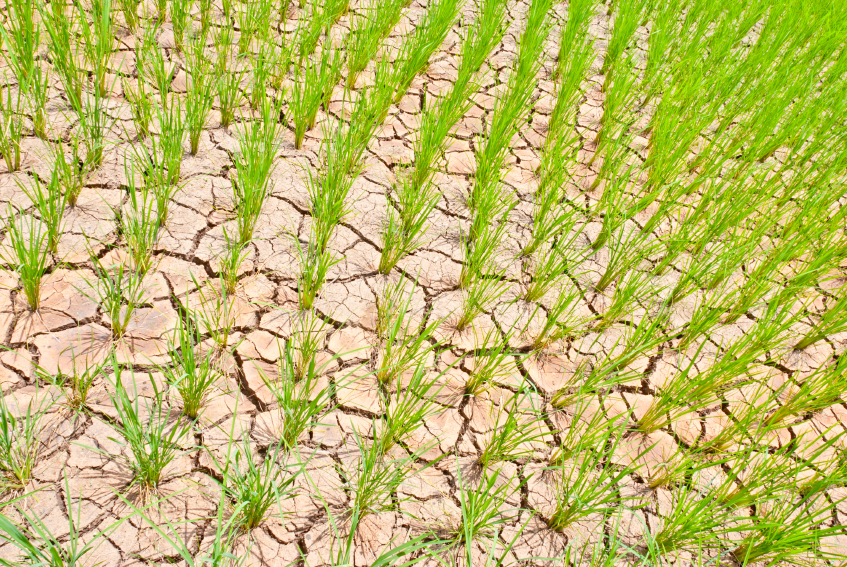 Trockenheit ist für Reispflanzen hart, denn sie sind besonders anfällig für Trockenstress.