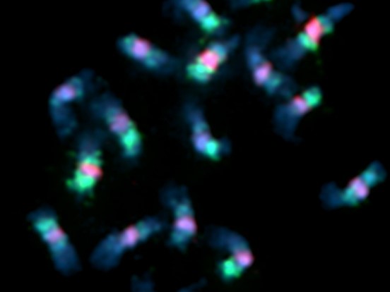 Das Genom der Zuckerrübe ist bereits sehr gut erforscht. Hier sind die 18 Chromosomen der Zuckerrübe zu sehen (blaue Färbung). Repetitive DNA-Sequenzen dominieren die Chromosomen und nehmen z.B. die Zentromer-Regionen ein (rote Signale) und kommen auch in großen Bereichen auf den Chromosomen-Armen vor (grüne Signale).
