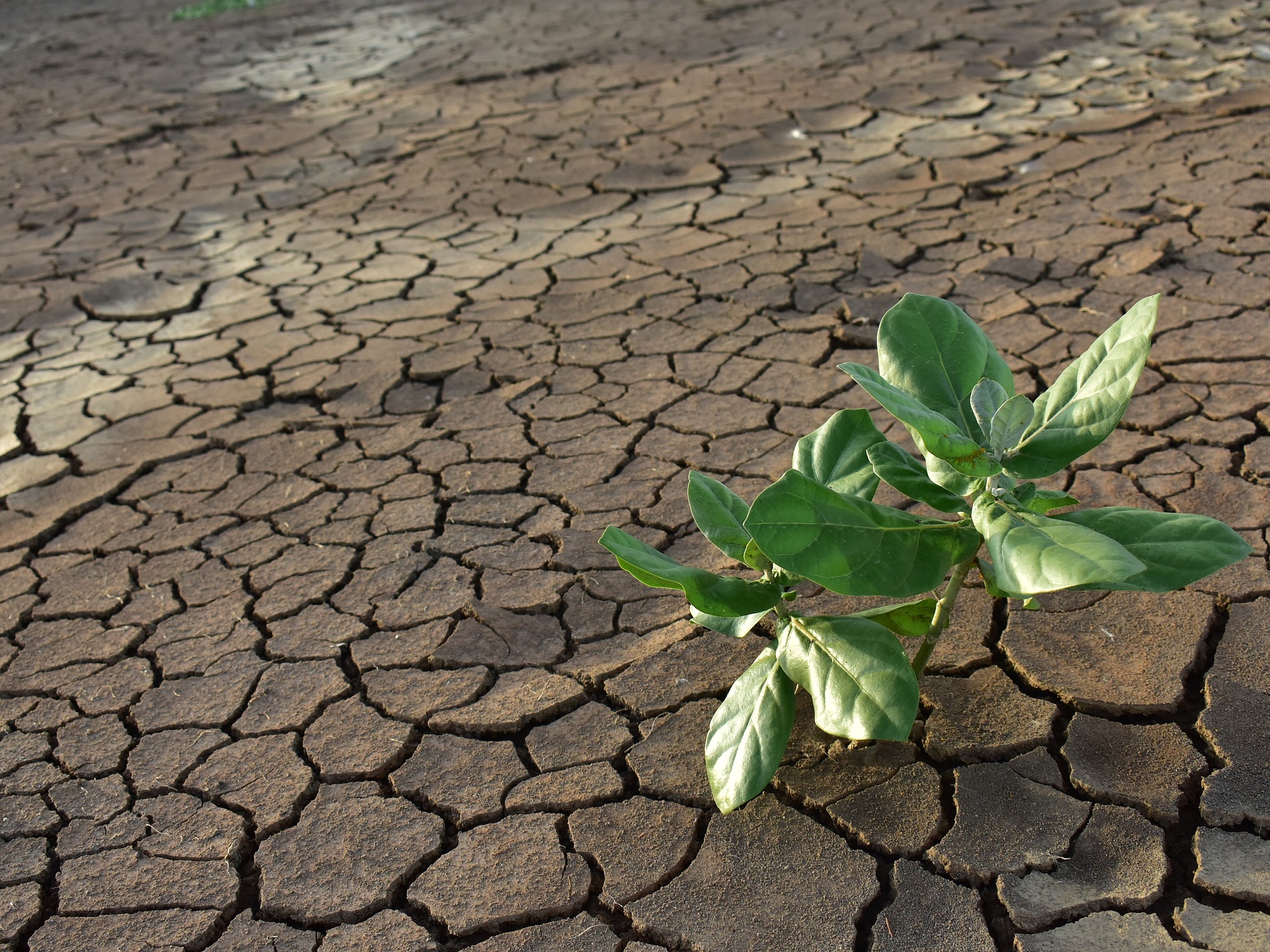 В засушливых условиях листья многих растений. Засуха пиксабай. Засуха растений. Растения устойчивые к засухе. Сухая земля.