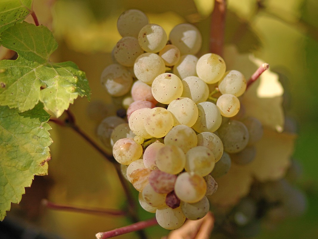 Der Riesling gehört mit zu den ersten Rebsorten in Deutschland, die Opfer des Klimawandels werden. Seine Weine verlieren an Frische und Spritzigkeit.  (Bildquelle: © Tom Maack / Wikipedia, CC BY-SA 3.0)