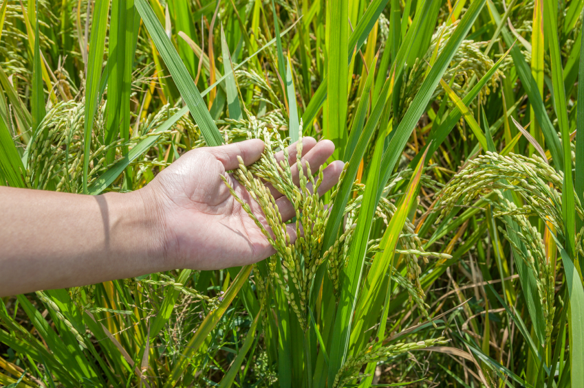 Ein Ziel der Pflanzenforschung ist es, ertragreichere Reispflanzen zu entwickeln, die gleichzeitig widerstandsfähiger sind gegen äußere Einflüsse wie Trockenheit. (Quelle: © iStockphoto.com/ nanoqfu)