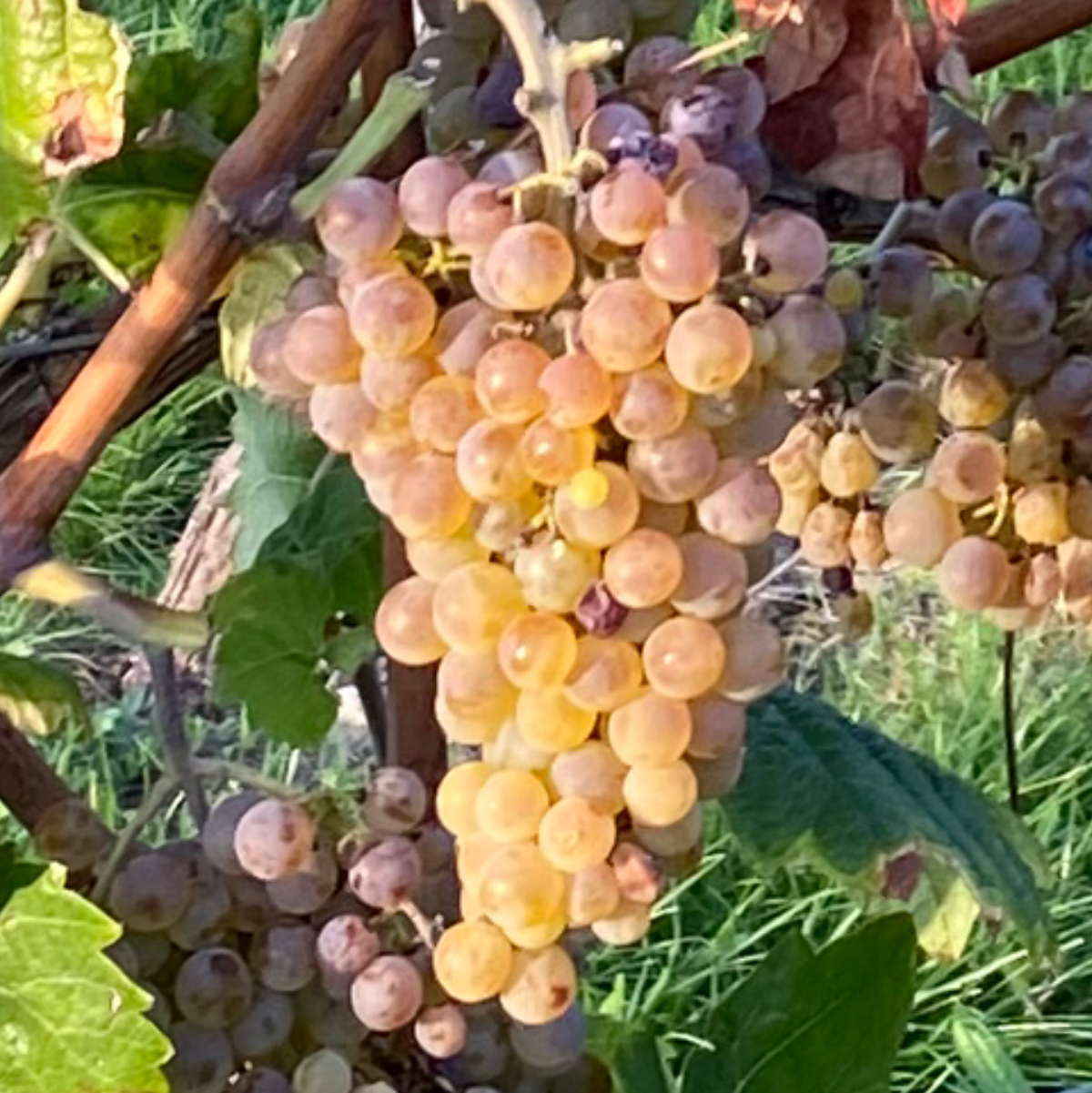 Der Beginn der Reife ist entscheidend für die Weinqualität. Hier zu sehen sind reife Beeren von Calardis Blanc, einer PiWi-Sorte und Nachkomme der ursprünglichen Test-Kreuzung.

