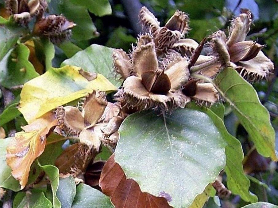 Bucheckern, die Samen der Buchen. Wahrscheinlich haben sie ein Temperaturgedächtnis.
