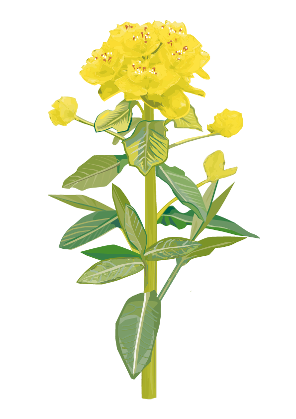 Kreuzblättrige Wolfsmilch – Euphorbia lathyris