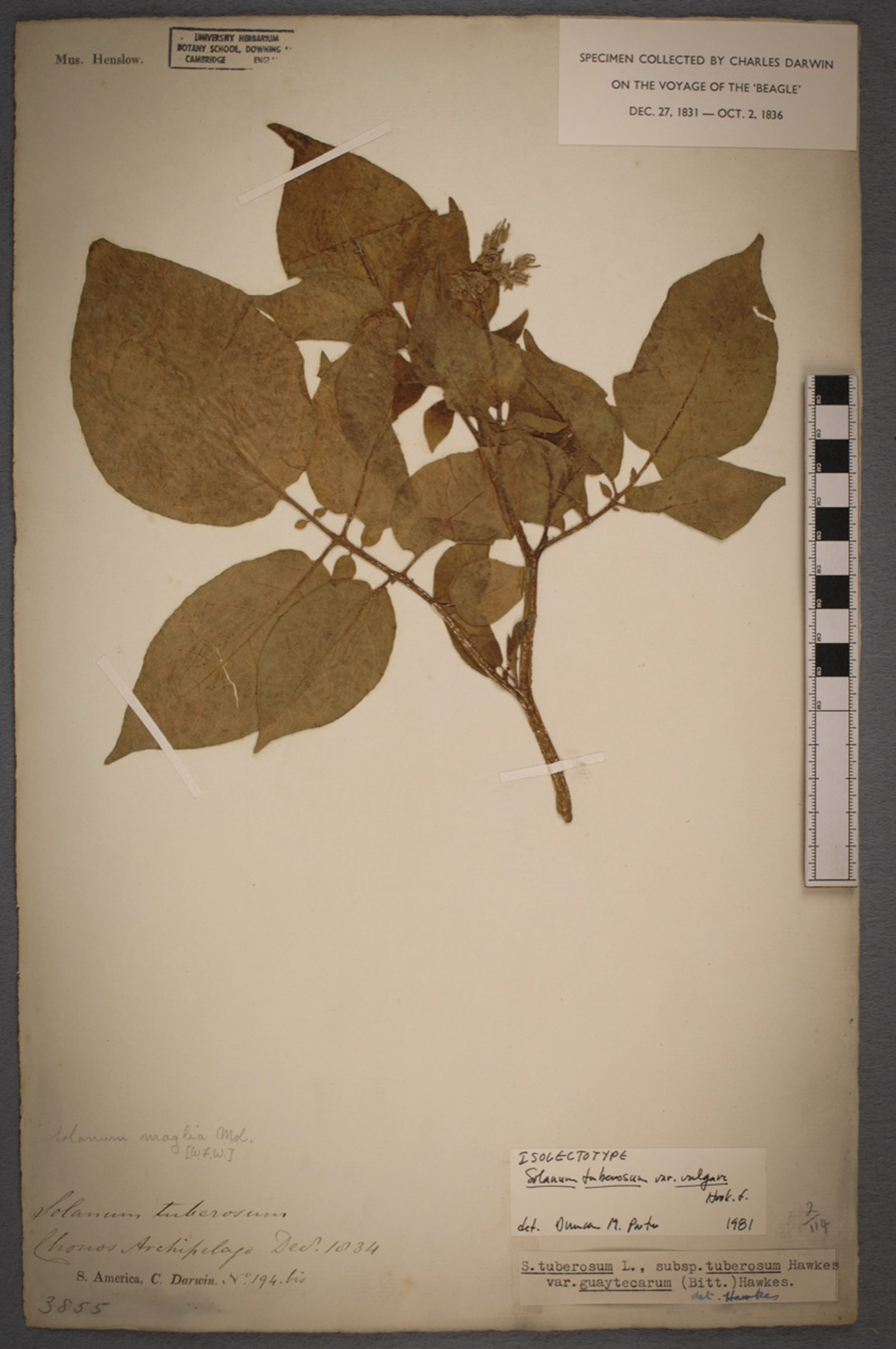 Ein Exemplar der Kartoffel (Solanum tuberosum), die auf dem Chonos-Archipel in Chile von Charles Darwin während seiner Expedition auf der HMS Beagle gesammelt und konserviert wurde.
