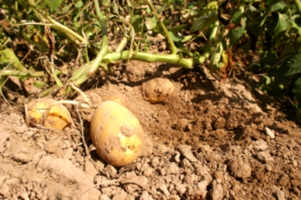 Ökologischer Kartoffelanbau erfreut sich trotz verstärkter Arbeitsintensivität wachsender Beliebtheit.