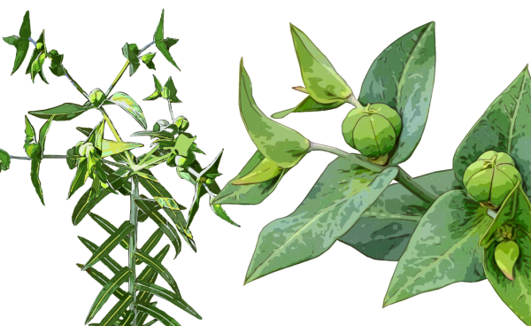 Kreuzblättrige Wolfsmilch - Euphorbia lathyris