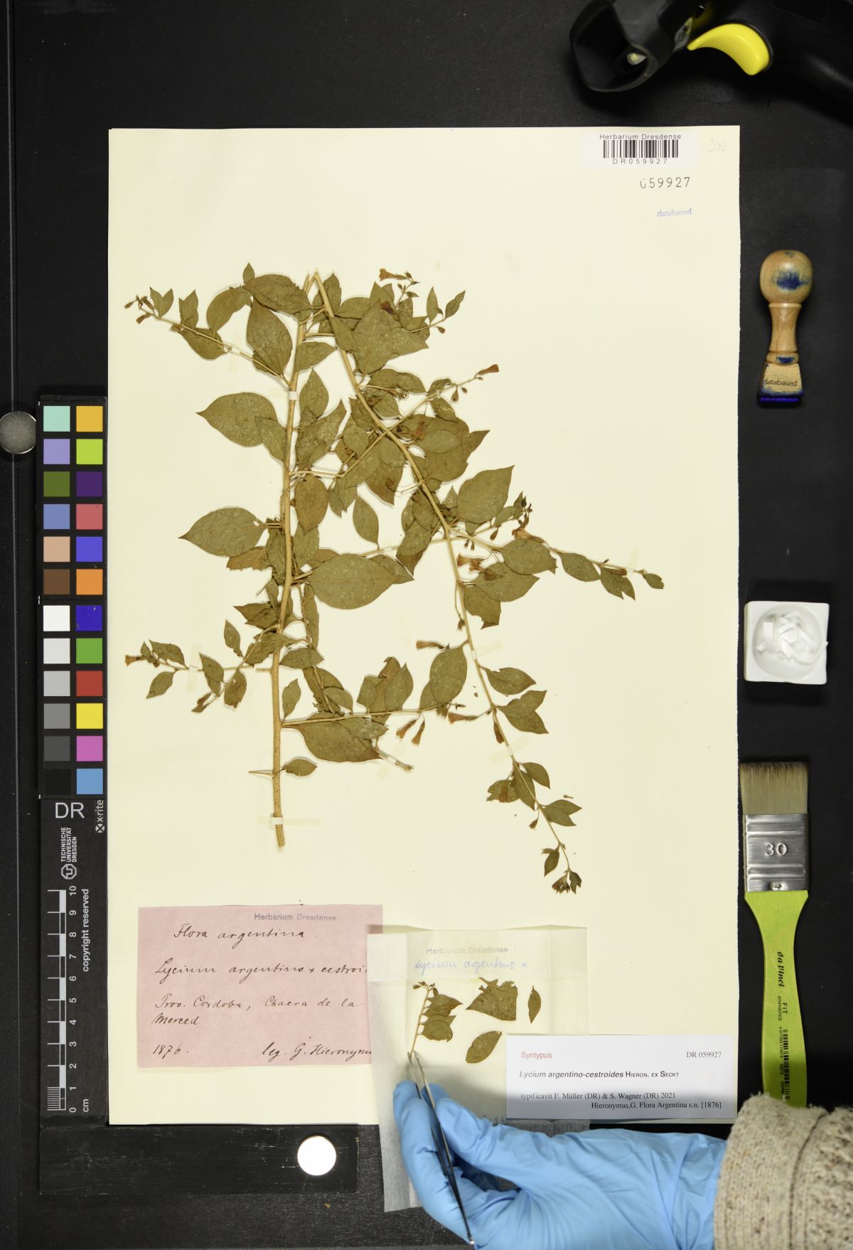 Ein Herbarium ist auch ein „Archiv der Biodiversität“. Dieses Bild der Projektleiterin Dr. Sarah Wagner schaffte es sogar in die Top 10 unseres Fotowettbewerbs. Link siehe Quellenangabe unten.
