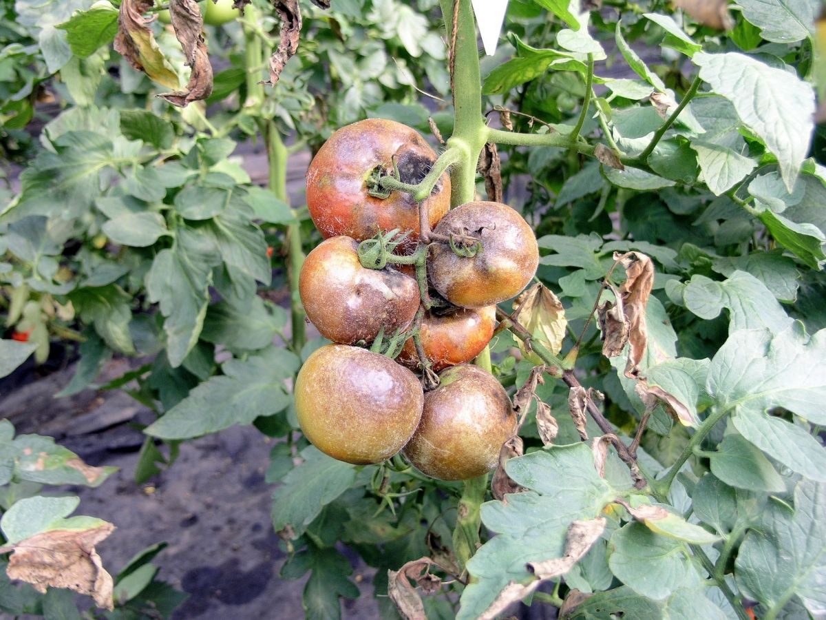 Tomatenpflanzen, die von Braunfäule befallen sind. Tomaten gehören zu den Nachtschattengewächsen und produzieren in ihren Zellen ständig große Mengen an Verteidigungsmolekülen, um im Bedarfsfall schnell handeln zu können.
