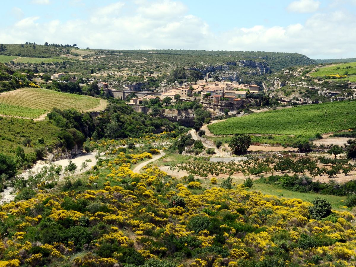 Weinbaugebiet im Languedoc bei Minerva: Deutsche Weinberge werden in naher Zukunft einem Klima ausgesetzt sein, wie wir es heute in Südfrankreich kennen. Deutsche Weinklassiker lassen sich dann nicht mehr so einfach produzieren.
