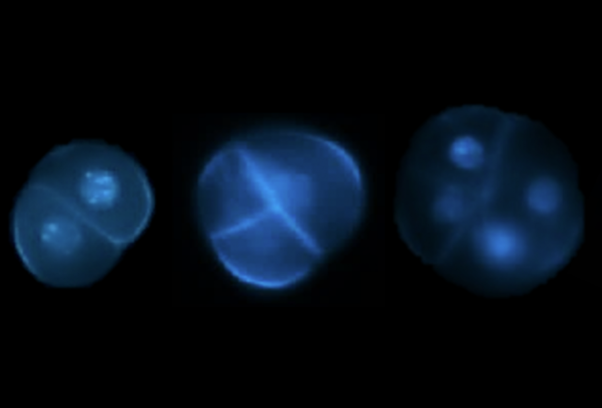 Aus haploiden Mikrosporen können sich in manchen Fällen Embryonen entwickeln. Wenn bekannt wäre, welche Gene dafür verantwortlich sind, könnte man viel einfacher doppelt-haploide Linien erzeugen und so die Züchtung beschleunigen. (Bildquelle: © Dr. Dema A