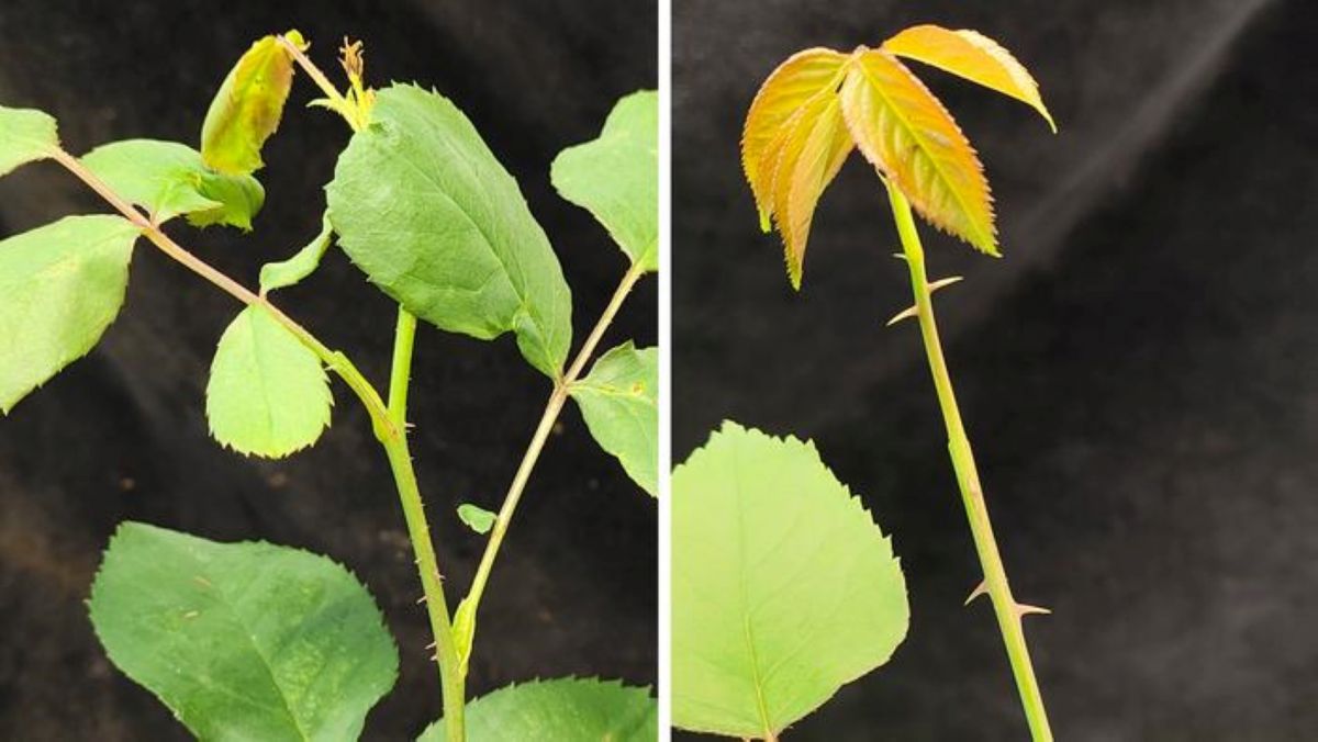 Links eine Rose, bei der durch virus-induziertes Gene Silencing die Ausbildung der Stacheln abgeschwächt wurde. Rechts eine Wildtyp-Rose mit voll ausgebildeten Stacheln.
