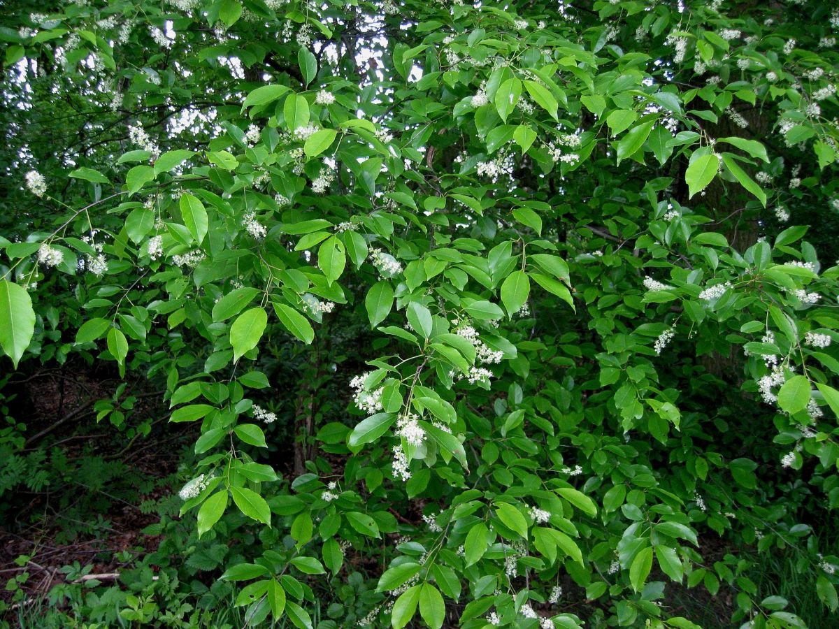 Die Spätblühende Traubenkirsche (Prunus serotina). Sie stammt aus dem kühlgemäßigt-feuchten Klima Nordamerikas.
