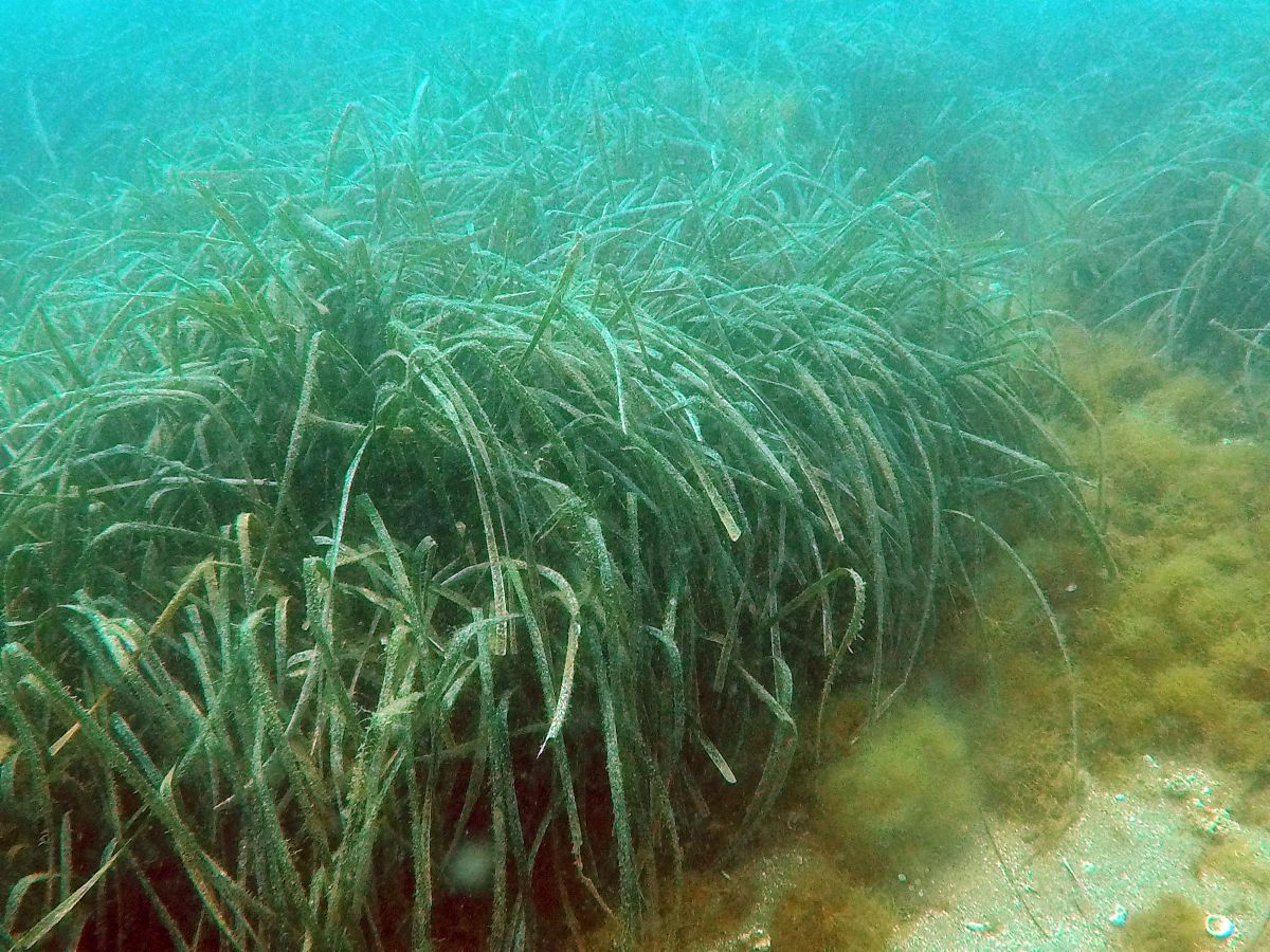 Die im Mittelmeer einheimische Seegrasart Posidonia oceanica bei Pozzuoli an der Westküste Italiens. Sie bietet ökologische Nischen für zahlreiche maritime Tierarten. Seegraswiesen sind einer der bedeutendsten Kohlenstoffspeicher weltweit. (Bildquelle: © 