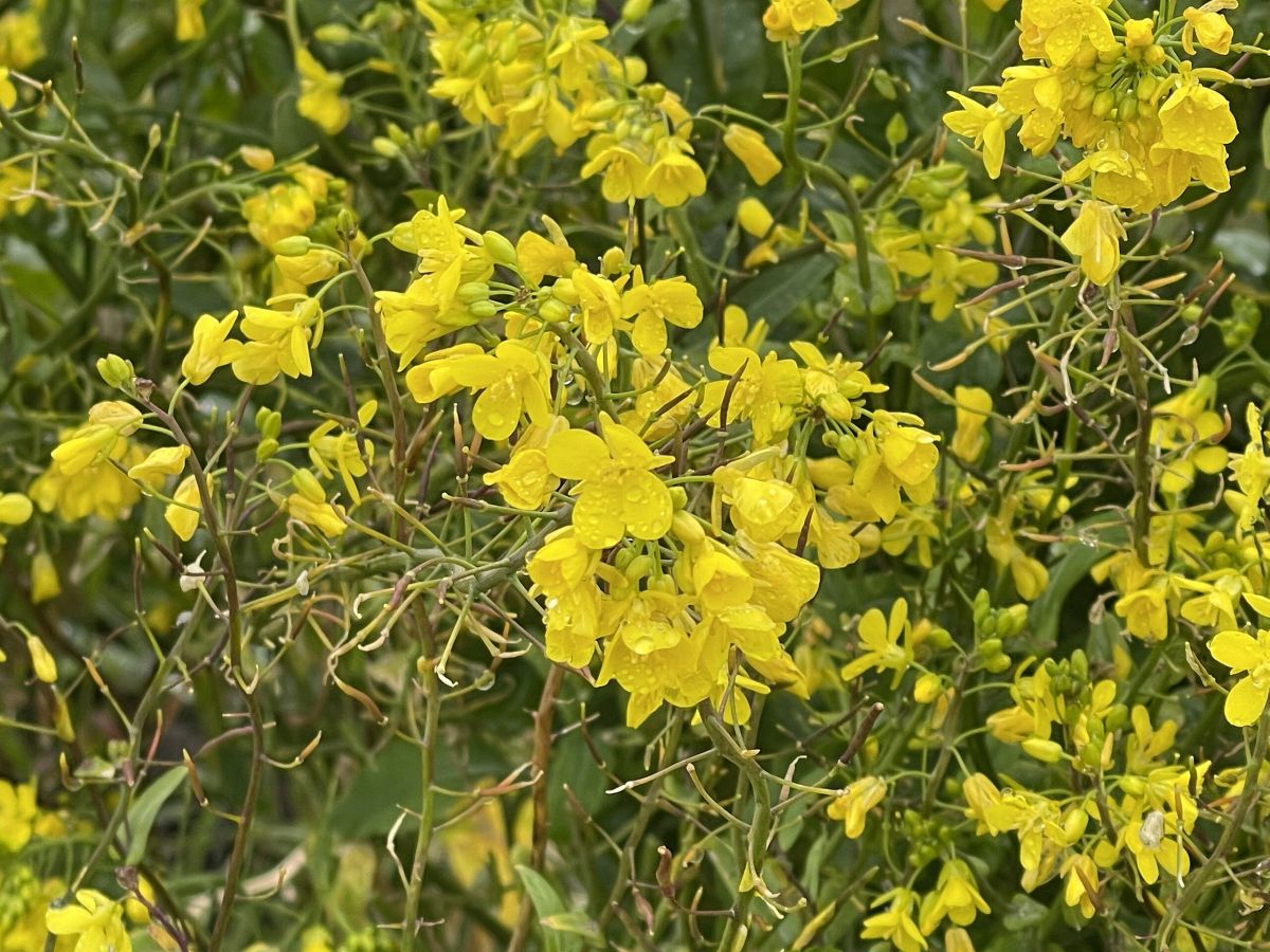 Rübsen (Brassica rapa) in voller Blüte. Seine Anpassungsfähigkeit hängt auch von biotischen Faktoren wie Insektenbestäubung ab (Bildquelle: © Sarah Stierch / Wikimedia; CC-BY-4.0)