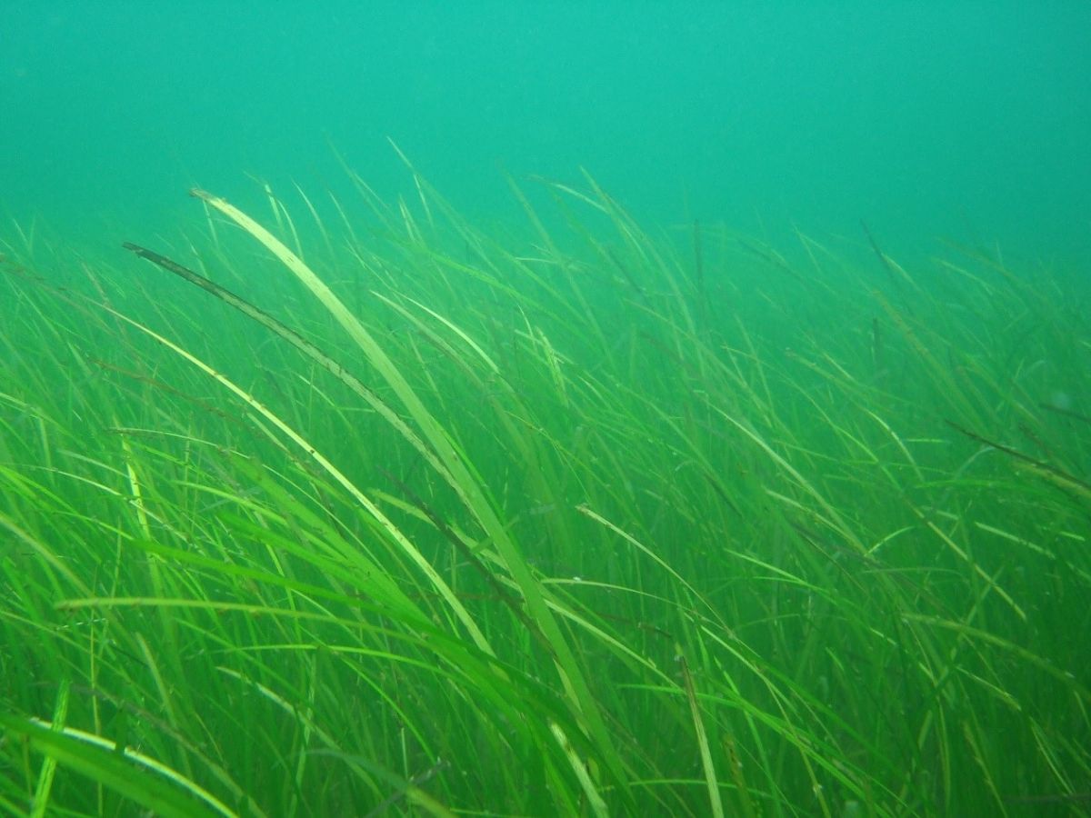 Seegraswiese (Zostera marina) in der Ostsee: Können erstaunlich alt werden (Bildquelle: © Genet (Diskussion), Wikipedia, CC BY-SA 4.0)
