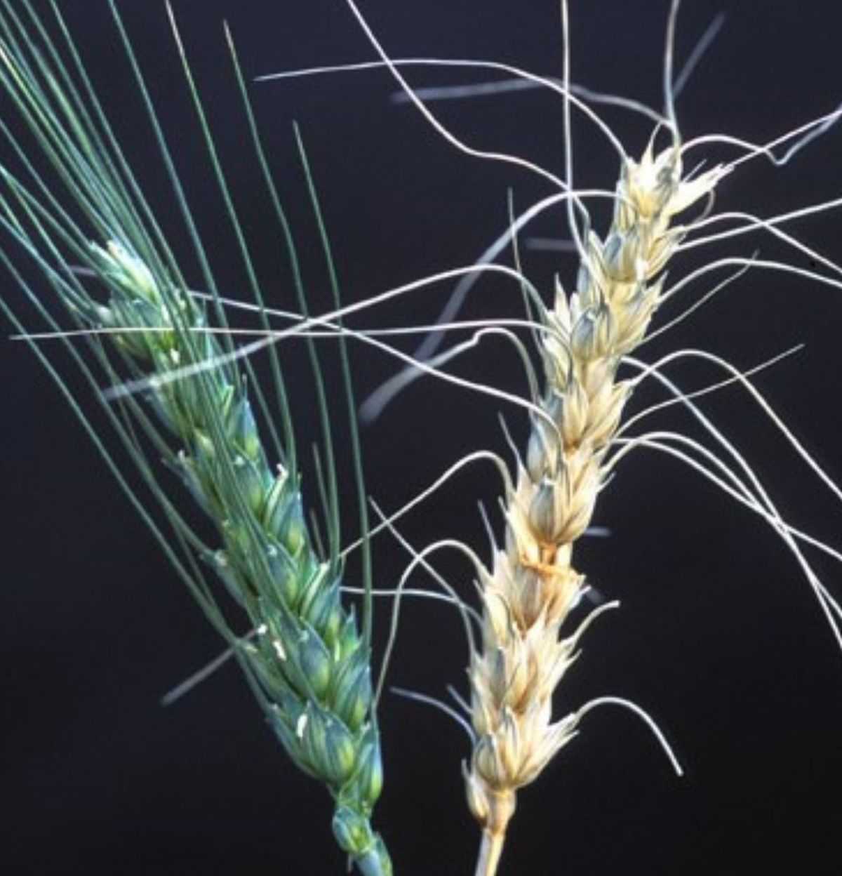 RNAs sollen chemische Pflanzenschutzmittel ersetzen, um Pilzkrankheiten wie Fusariosen nachhaltig zu bekämpfen. Hier im Bild: Eine gesunde Getreide-Ähre (links) im Vergleich mit einer von Fusarium graminearum befallenen Pflanze (rechts). (Bildquelle: © Wi