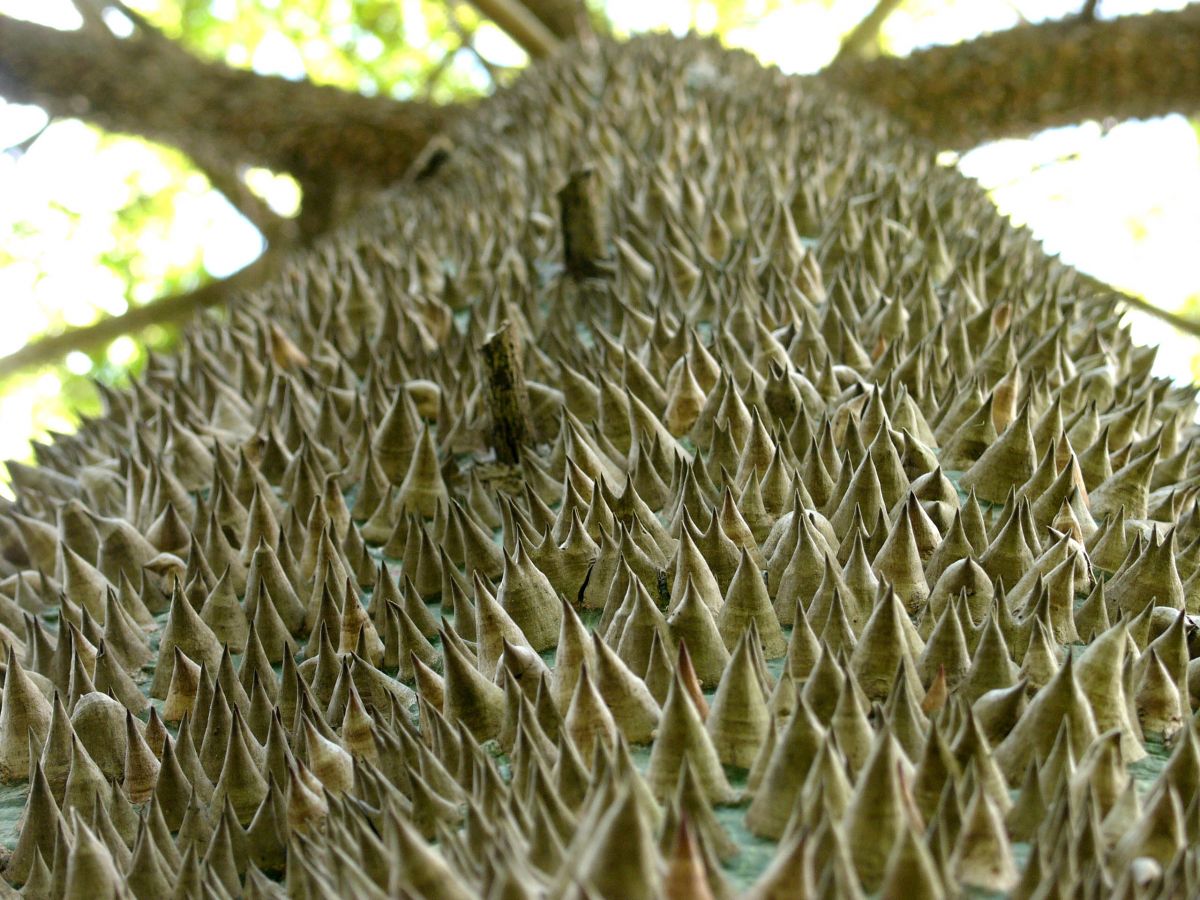 Stacheln bildeten sich bei nicht näher verwandten Arten von Gefäßpflanzen unabhängig voneinander: eine sogenannte konvergente Evolution (hier der Stamm des Kapokbaumes (Ceiba pentandra). (Bildquelle: © Amanda Grobe, eigenes Werk / Wikipedia, CC BY-SA 2.5) 