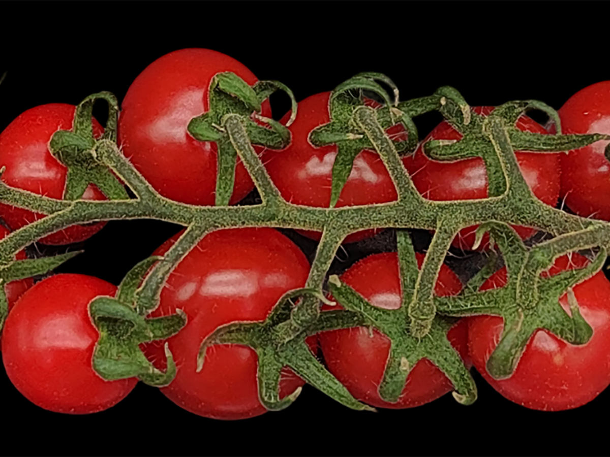 Tomatenfrüchte einer tetraploiden Tomatenpflanze (mit 48 Chromosomen), die in dieser Studie durch Kreuzung zweier verschiedener MiMe-Elterntomaten erzeugt wurde. (Bildquelle: © Yazhong Wang)