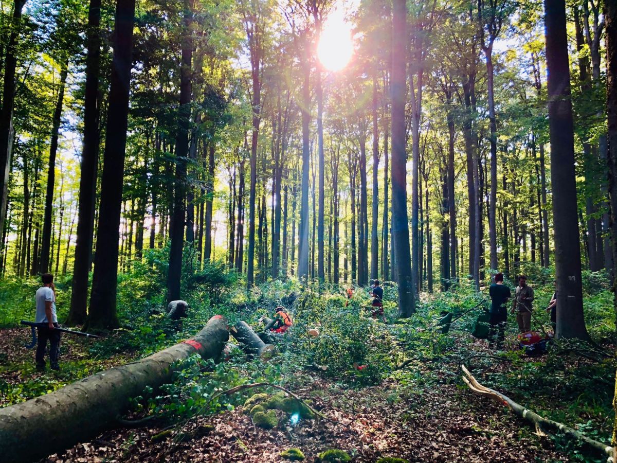 Viele der untersuchten Buchen stammten aus dem Steigerwald.
