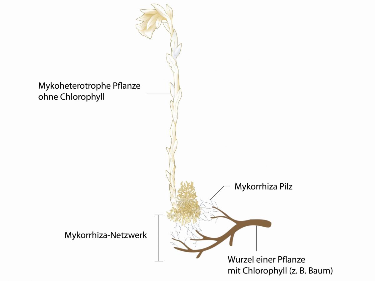 Vollständige Mykoheterotrophie als Beleg für einen Kohlenstoffaustausch zwischen Pflanzen durch ein gemeinsames Mykorrhiza-Netzwerk am Beispiel der mykoheterotrophen Pflanzenart Monotropa uniflora, hier verbunden mit Baumwurzeln über gemeinsame Pilze. Originalabbildung aus der Publikation verändert und ergänzt.
