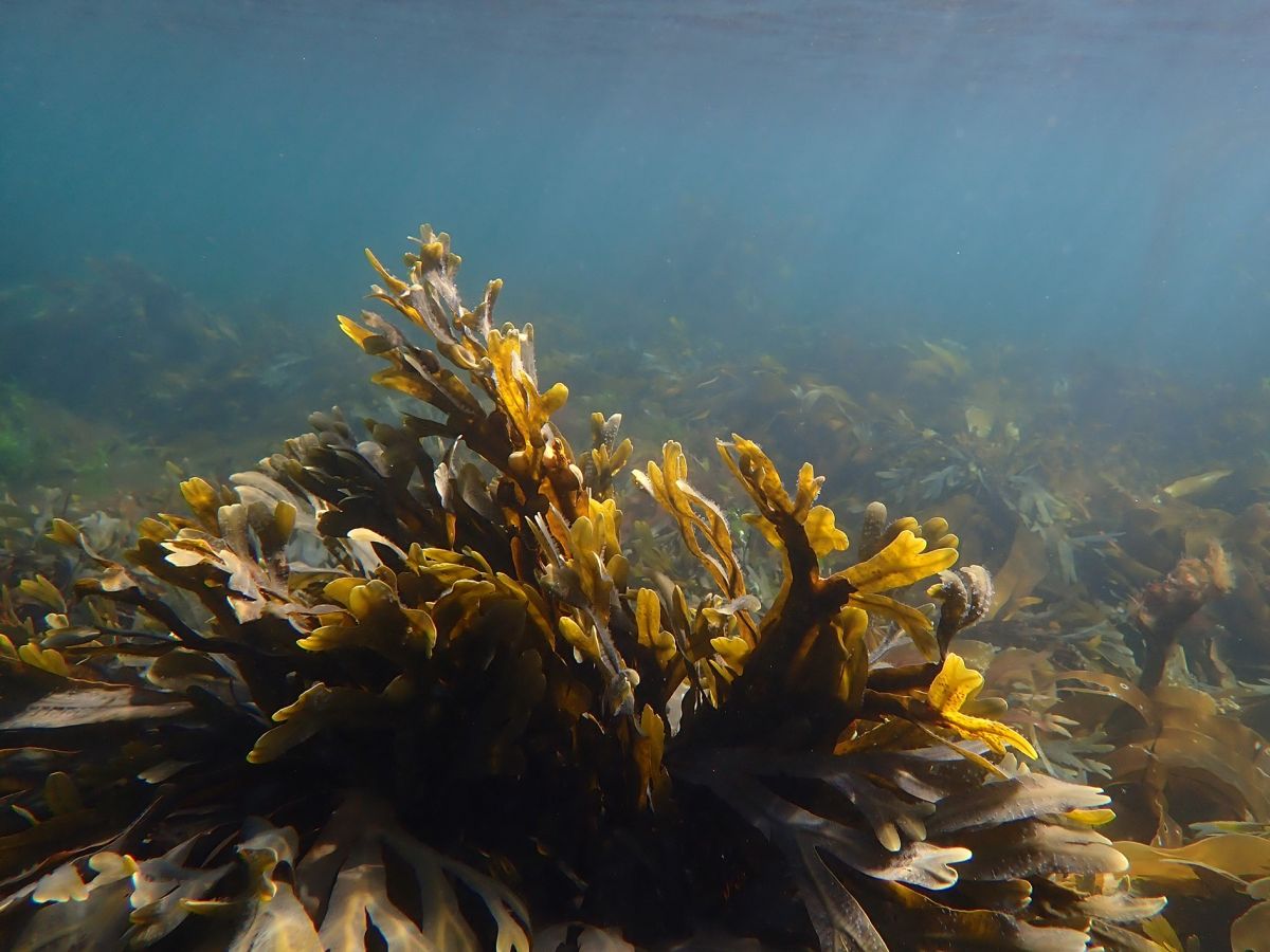 Blasentang gehört zu den Braunalgenarten, Dieser Tang sondert große Mengen des schwer abbaubaren Schleimstoffs Fucoidan ab, der im Meer zur langfristigen Kohlenstoffsenke wird. (Bildquelle: © Hagen Buck-Wiese)