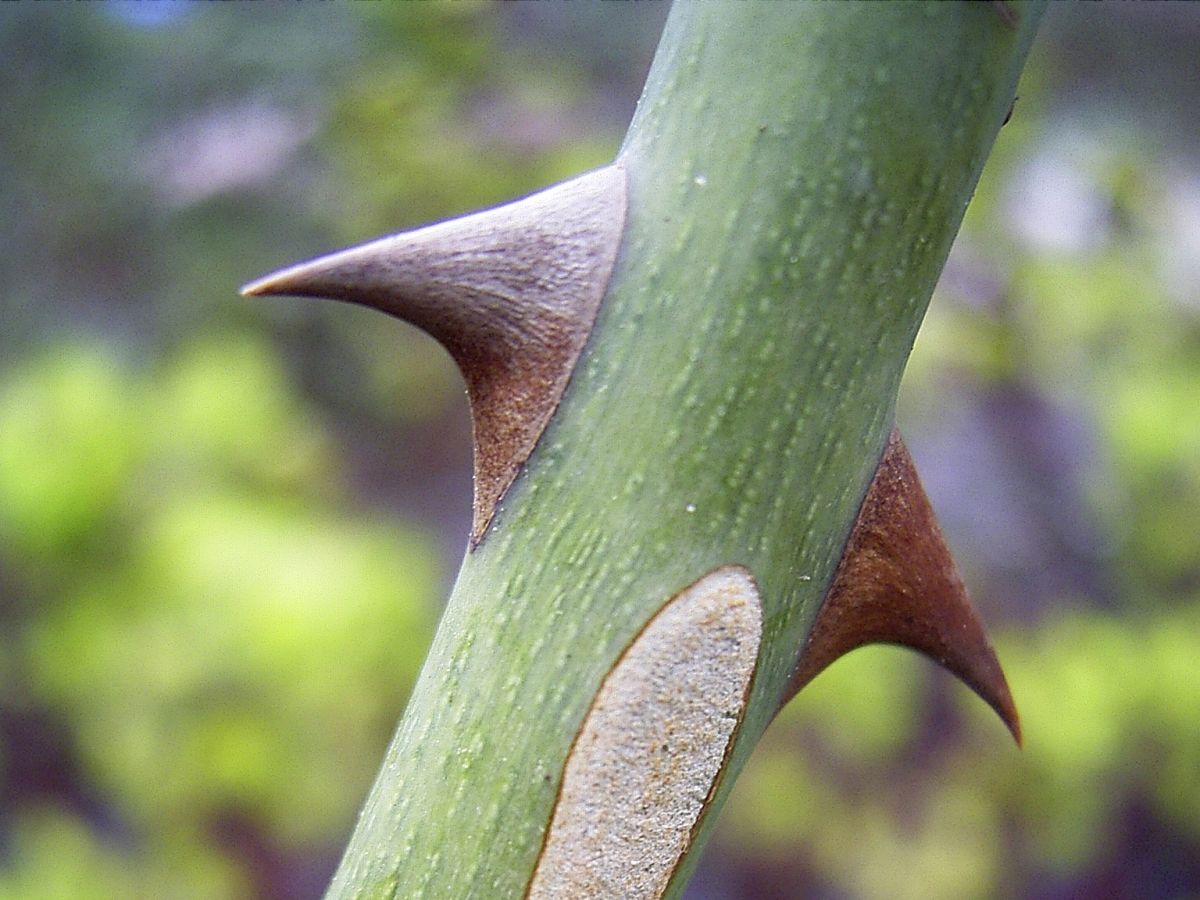 Stacheln (hier bei einer Rose) sind Ausstülpungen der Epidermis einer Pflanze. Dornen hingegen sind umgebildete Pflanzenorgane (z.B. Blätter).
