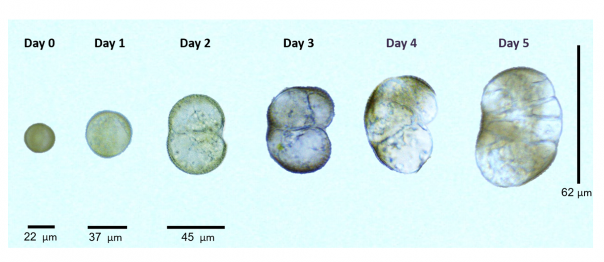 Entwickelnde doppelt-haploide Embryonen in Kultur. Tag 1 entspricht dem Moment der Entnahme. Bis zu Tag 3 werden die Kulturen durch Hitzestress induziert. Die Stadien sind exemplarisch an verschiedenen Zeitpunkten entnommen.
