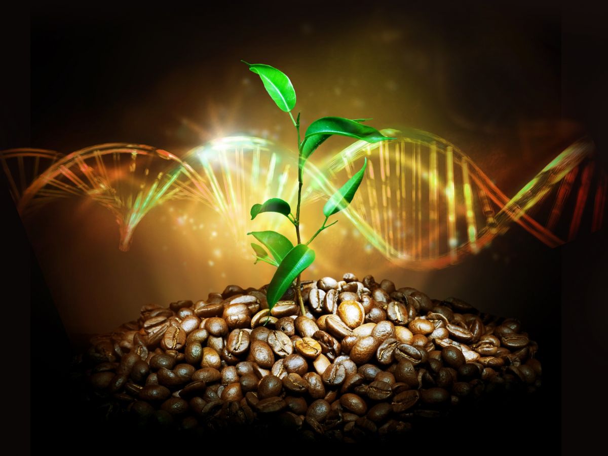 Ein internationales Forschungsteam hat ein hoch annotiertes Referenzgenom von Caffea arabica erstellt. (Bildquelle: © University at Buffalo)