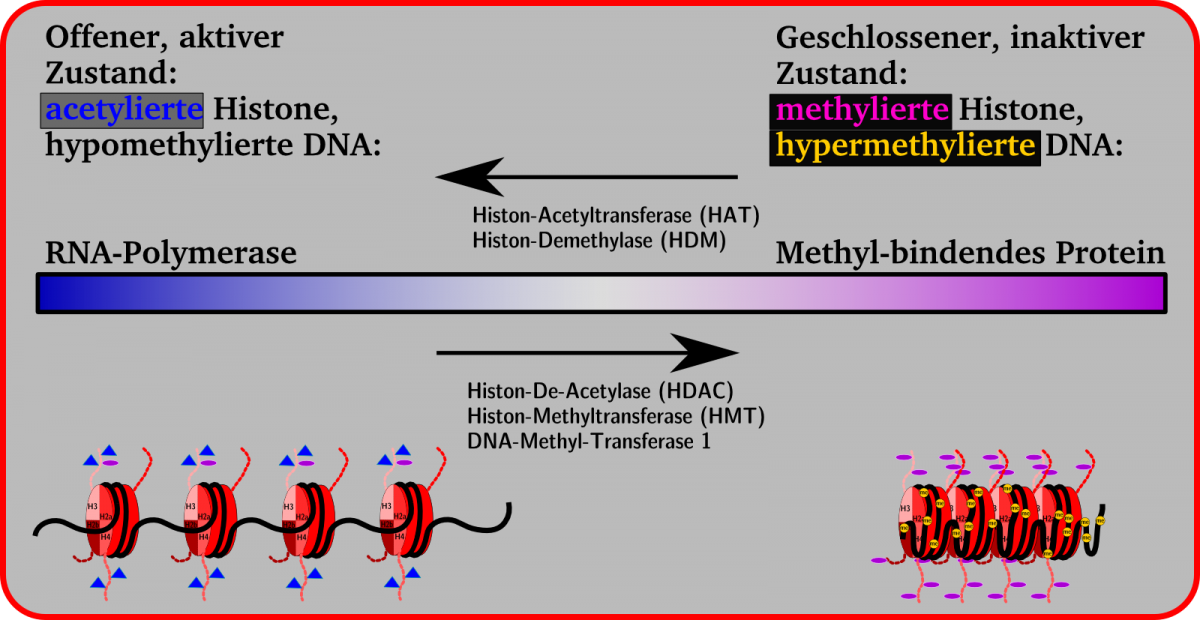 Einfluss von Methylierung und Acetylierung auf die Konformation des Chromatins und Enzyme für die Einführung und Aufhebung von epigenetischen Veränderungen.
