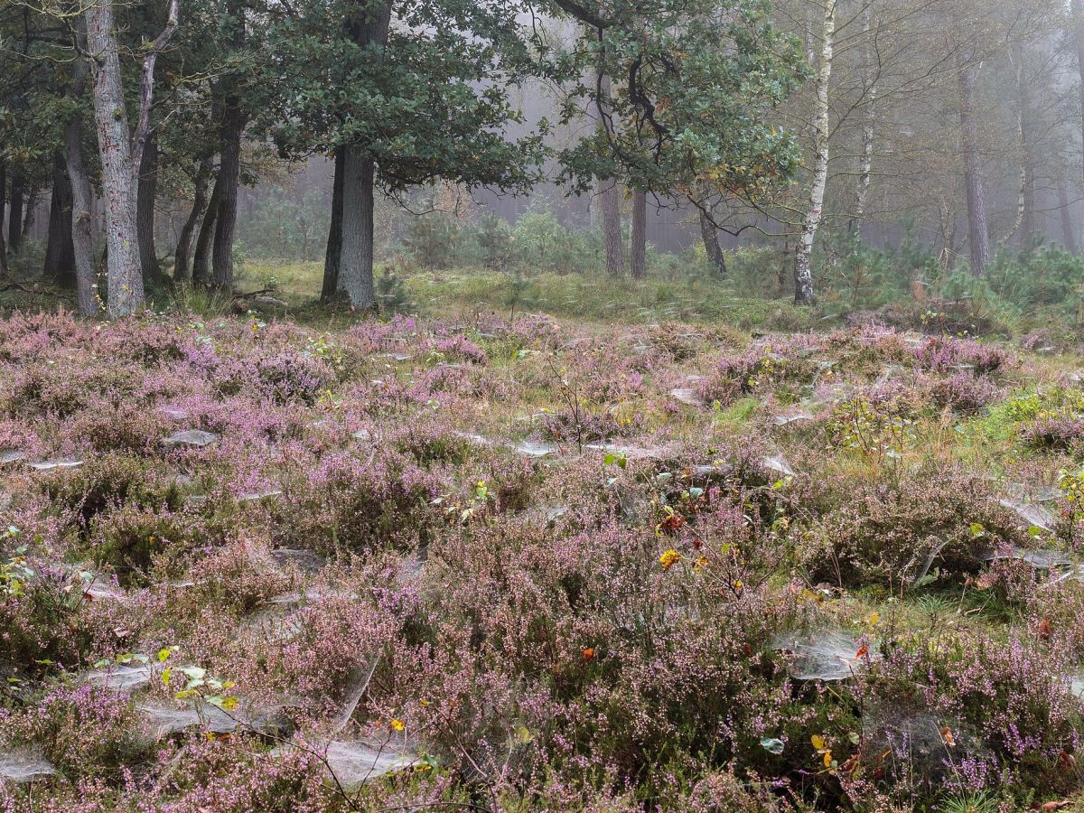 Grenzen in einer Landschaft unterschiedliche Habitate aneinander, können Arten im benachbarten Habitat die Funktion anderer Arten komplementieren oder ersetzen.
