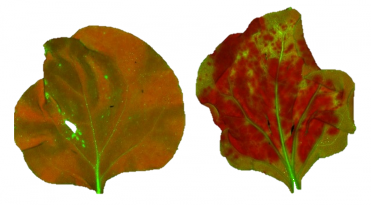 Das Blatt links ist ein GFP exprimierendes Nicotiana benthamiana unter der UV-Lampe. Die orange Blattfarbe ist eine Mischung aus GFP und Chlorophyll-Autofluoreszenz. Rechts ist die Stilllegung von GFP durch transitive siRNAs dargestellt. Rote Bereiche zeigen GFP-freie Chlorophyllfluoreszenz unter dem UV-licht an.
