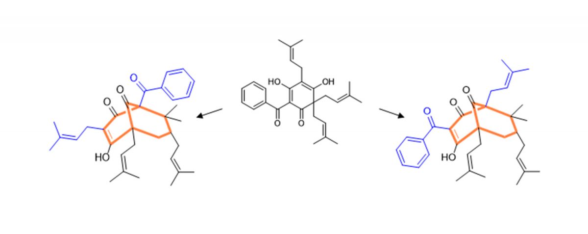 Molekülvarianten: Dieselbe Vorstufe (Mitte) wird von zwei Enzymen in verschiedene Molekülvarianten umgesetzt. Deren Kern (rot) ist typisch für viele komplexe Inhaltsstoffe der Johanniskräuter.
