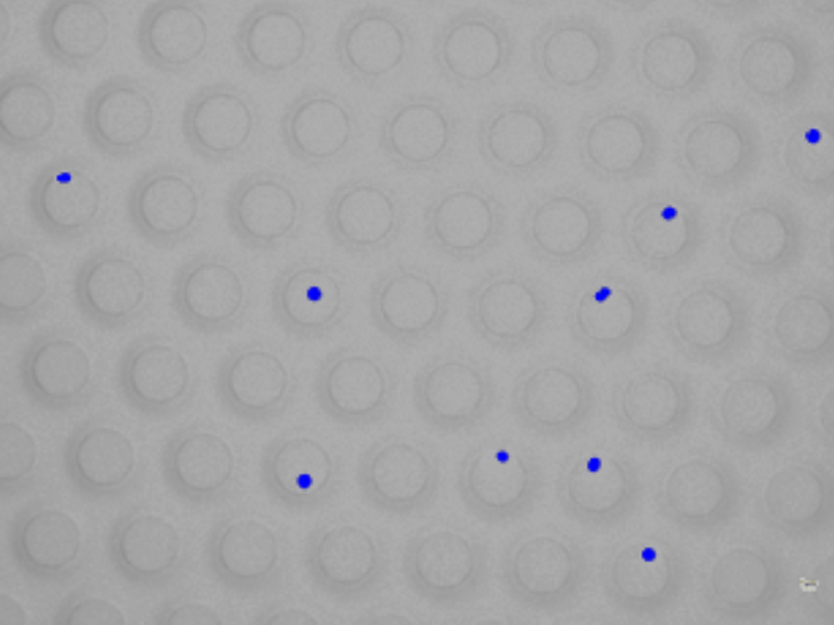 Kerne von Mikrosporen im Singleron Chip, jede Position ist ein abgeschlossenes Reaktionsgefäss, in dem Transkripte für die Hochdurchsatzsequenzierung hergestellt werden.

