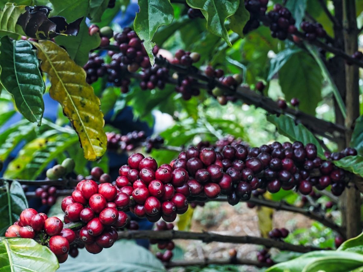 Reifende Kaffeebohnen: Auch Kaffeepflanzen sind z.B. auf Bestäubung angewiesen. Von diesem NCP (Nature's Contribution to People) sind nicht nur die Kaffeebauern abhängig, sondern auch die Kaffeeindustrie und die Verbraucher. (Bildquelle: © hoclop12 / Pixa