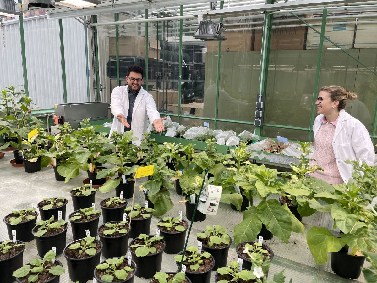 Der Doktoranden Rabih Mehdi und die Doktorandin Julia Eydam mit Kartoffelpflanzen im Gewächshaus. Beide haben bei den VIGS-Experimenten einen langen Atem bewiesen.
